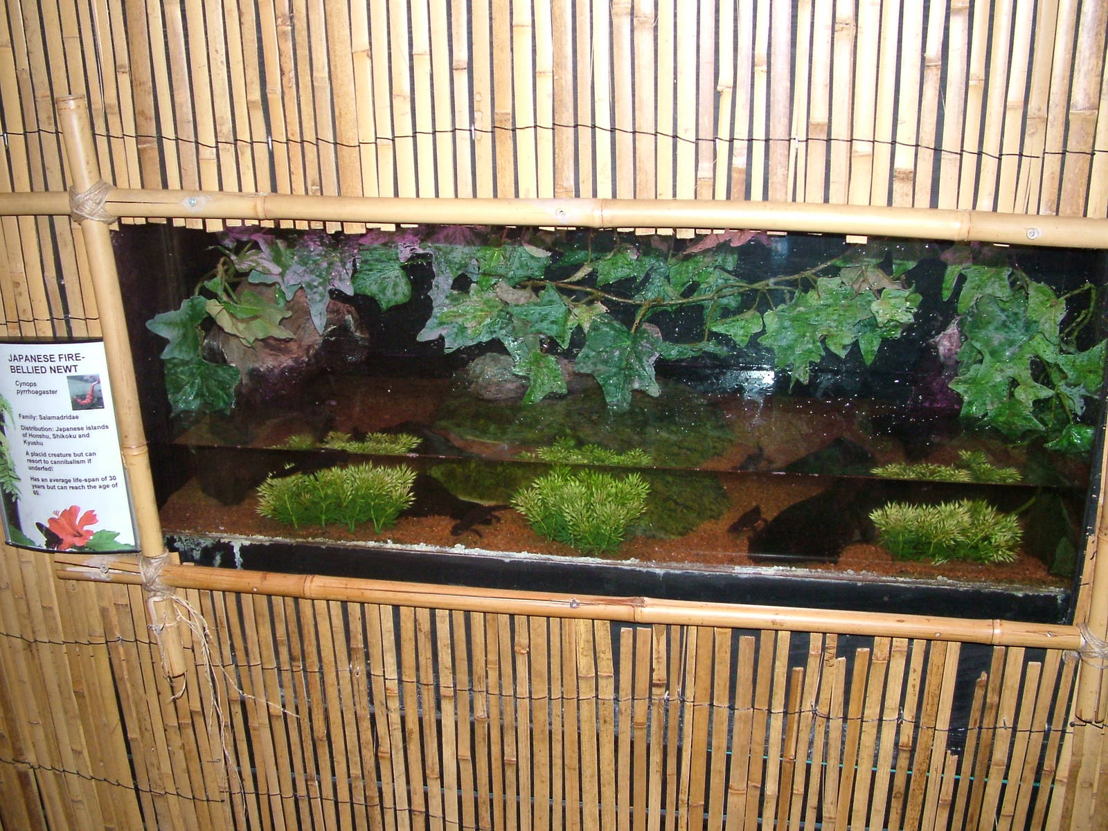 Newt tank at Tropical World 01/08/09