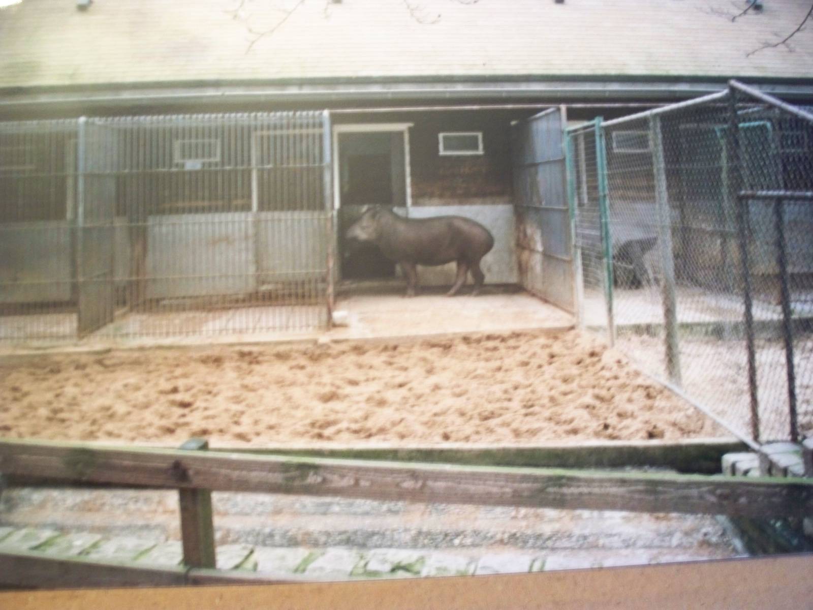 next door to Malayan a Brazilian tapir