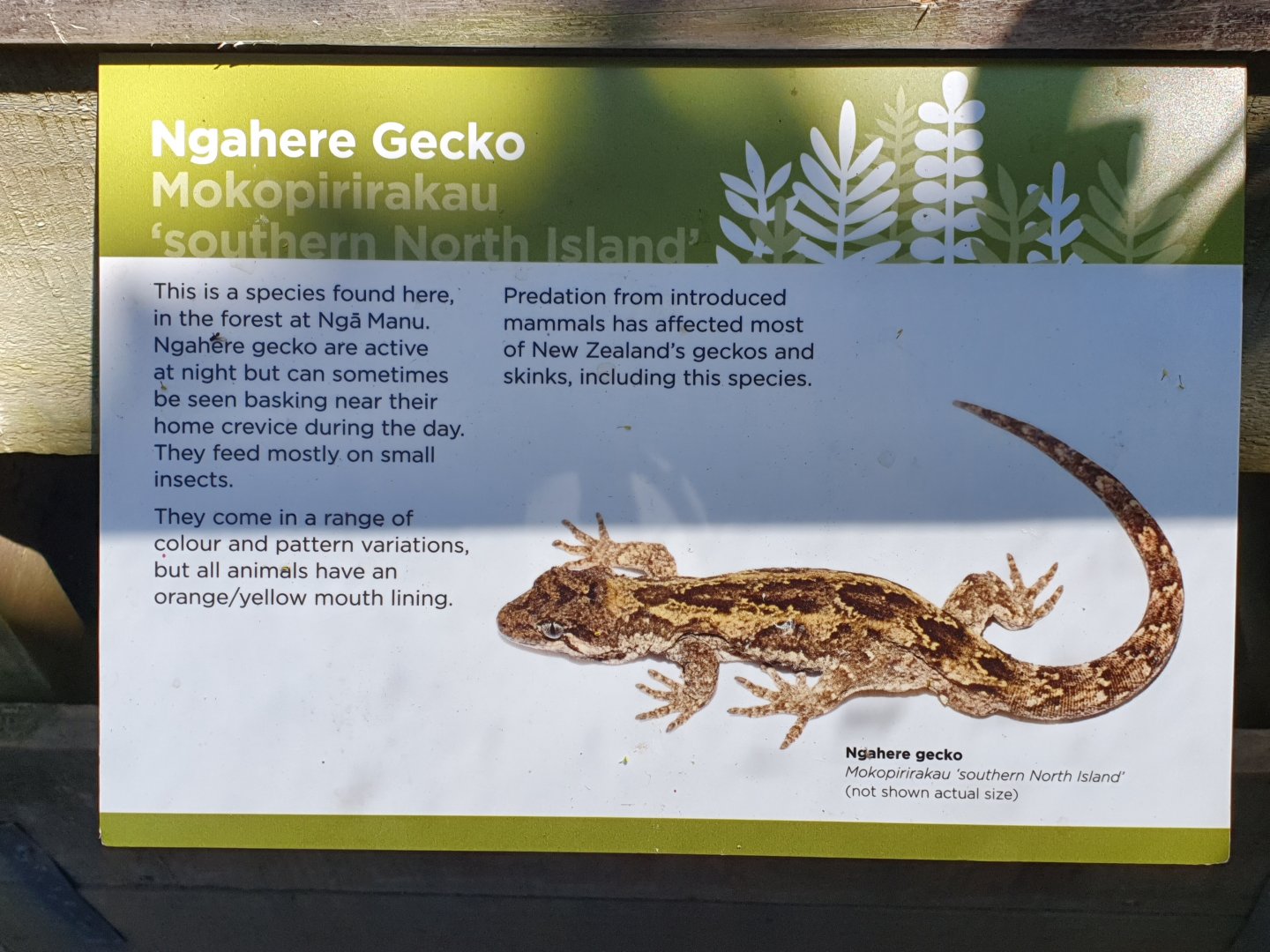 Ngahere Gecko sign