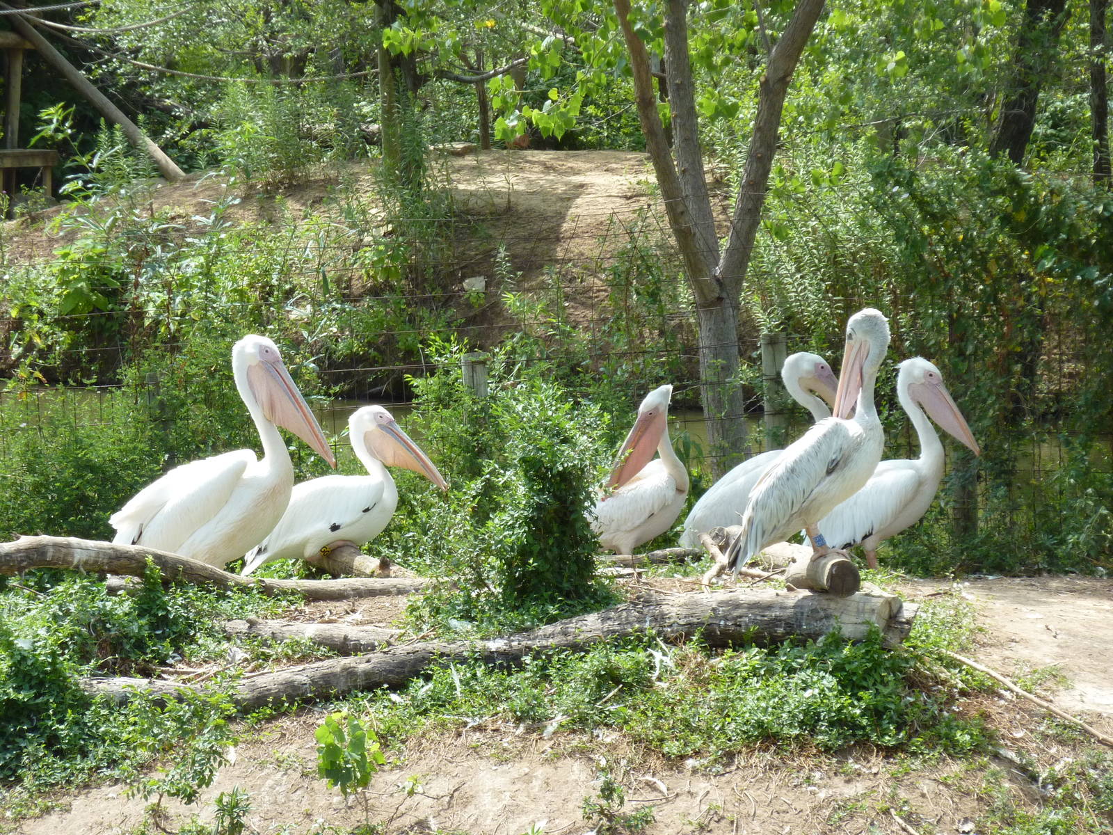 Nganda Village - Pelican Island