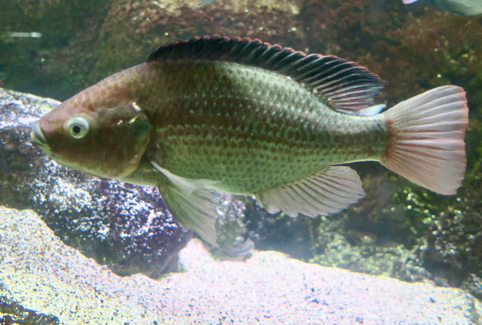 Ngege/Singida Tilapia (Oreochromis esculentus)