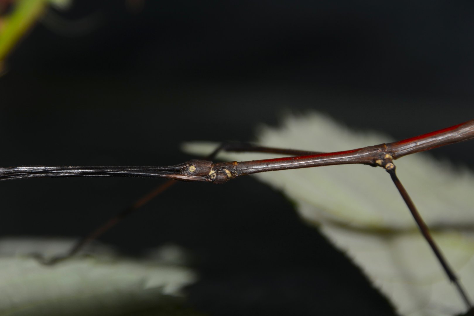 Ngo Luong stick insect (Medauroidea sp. "Ngoc Son-Ngo Luong")