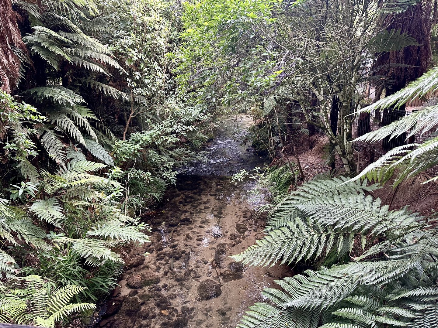 Ngongotahā Stream