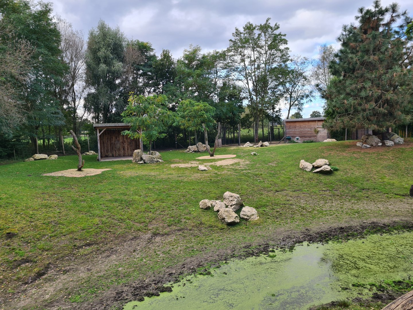Ngorongo - Addra gazelle and Common ostrich habitat