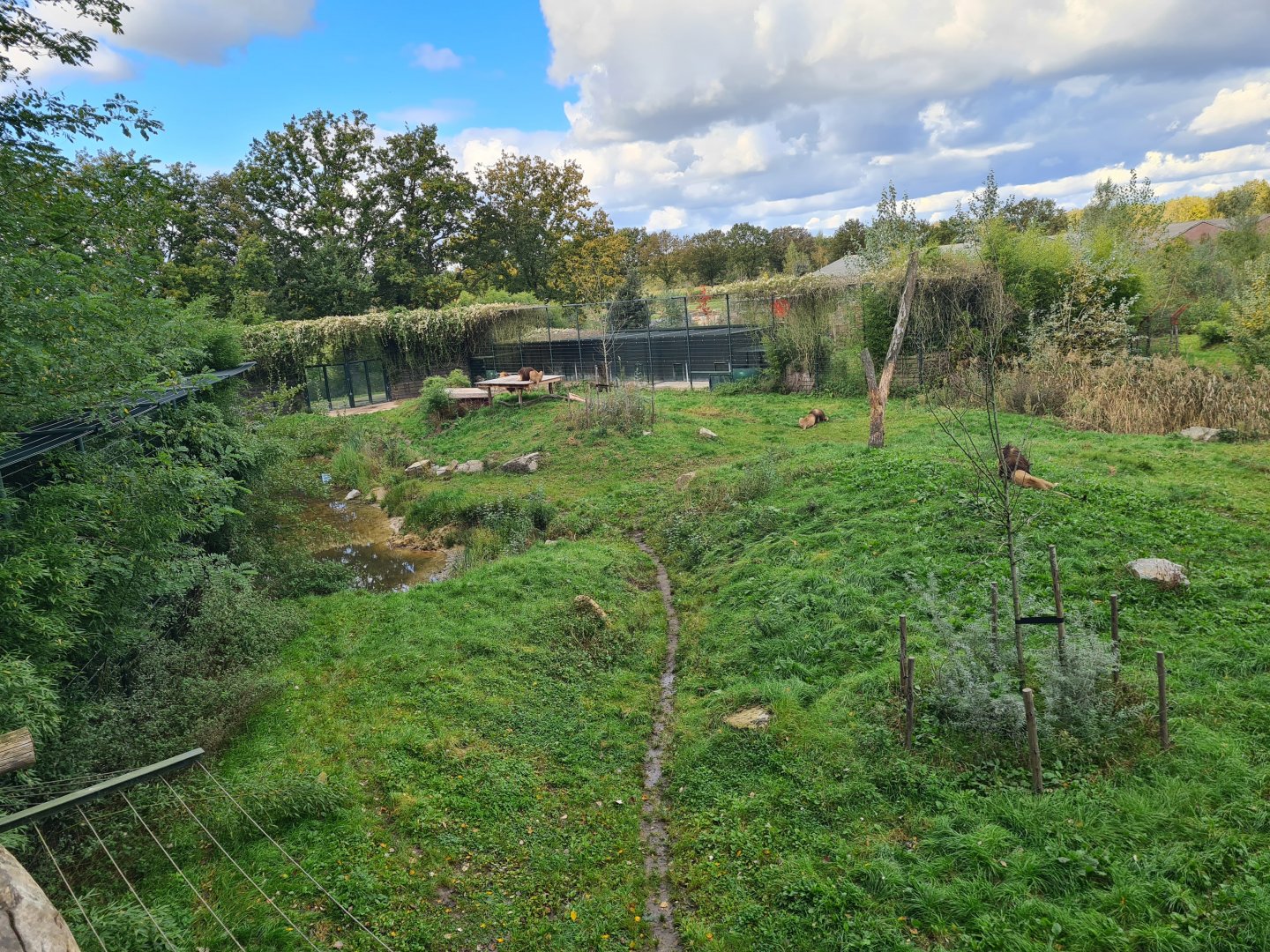 Ngorongo - African lion habitat