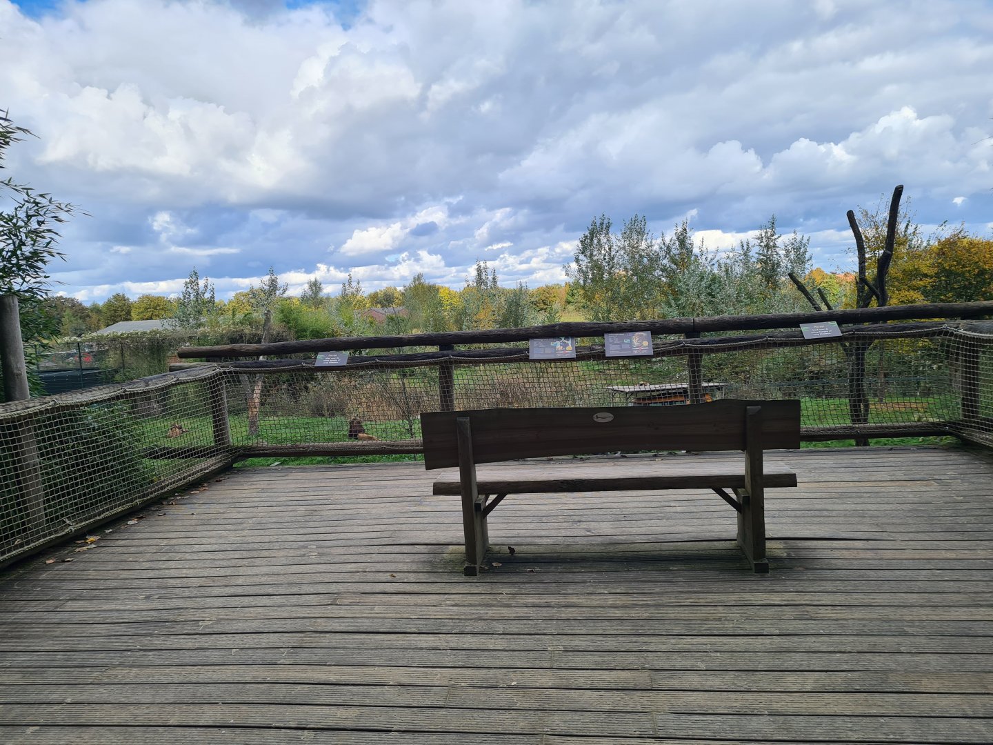 Ngorongo - African lion viewing platform