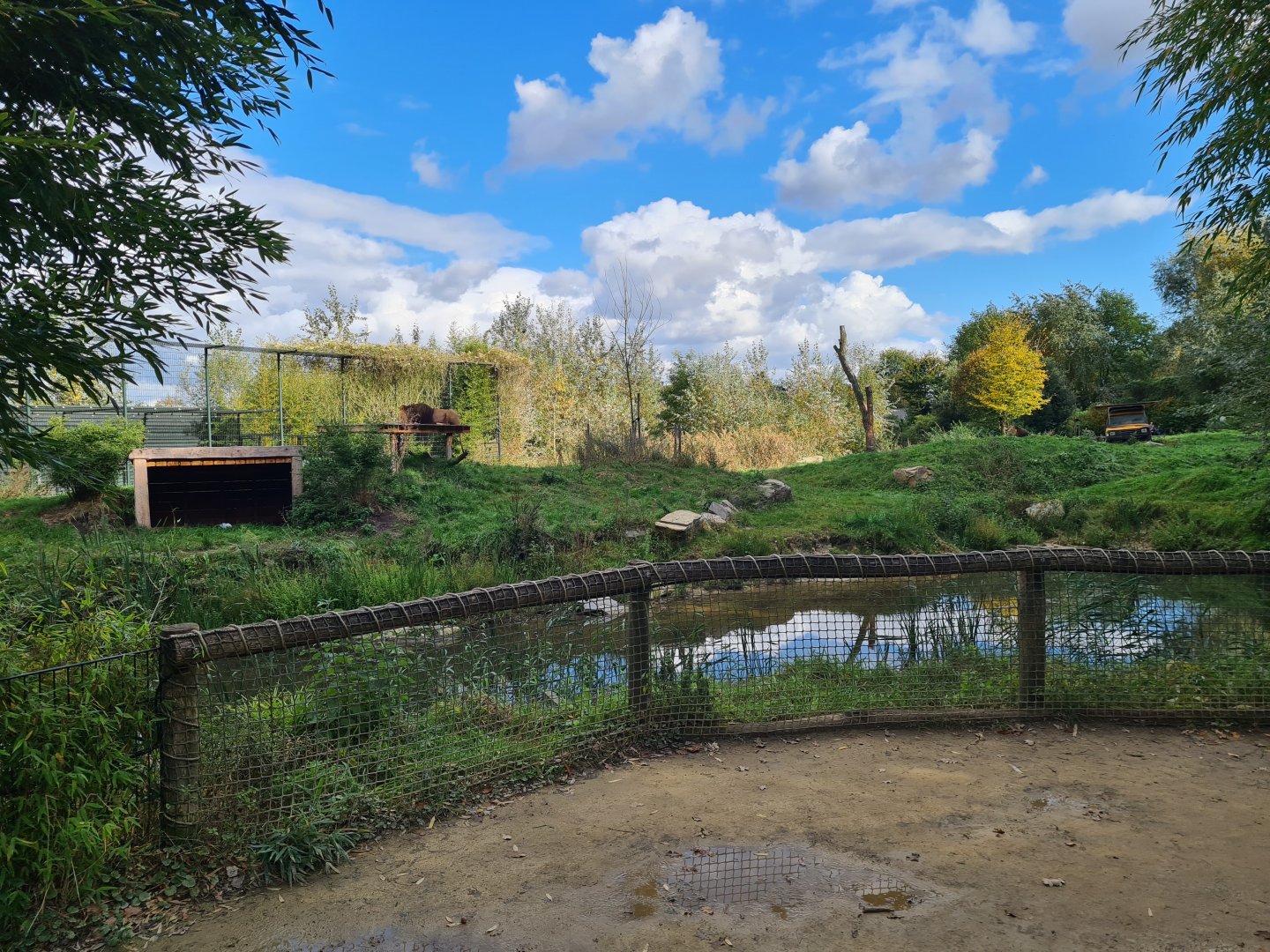 Ngorongo - African lion viewing point