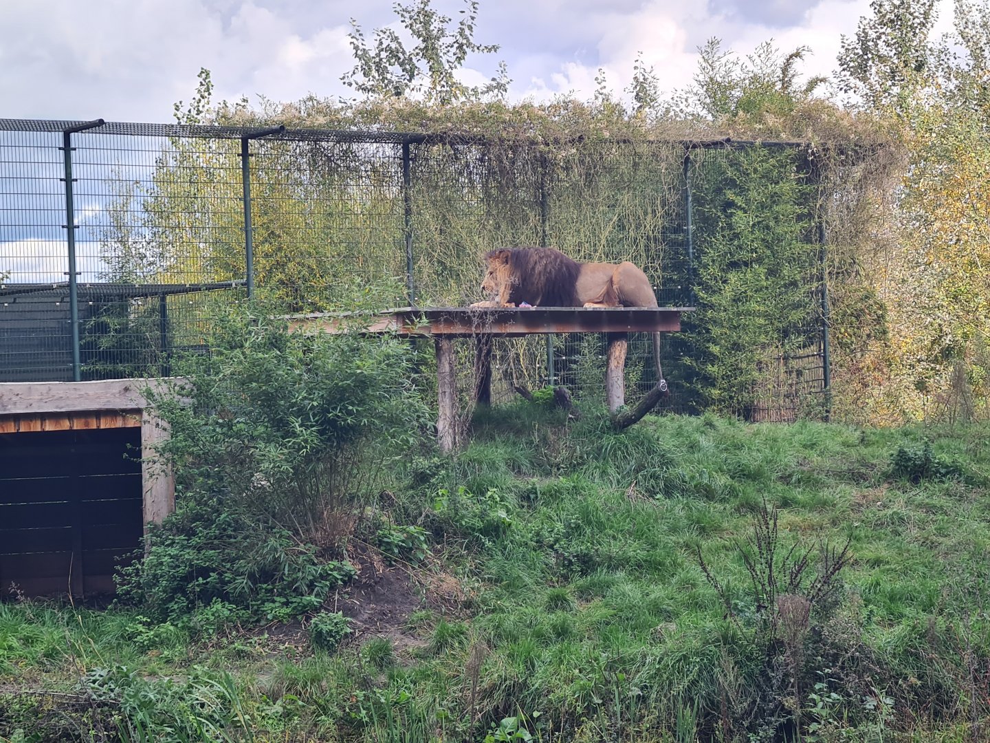 Ngorongo - African lion