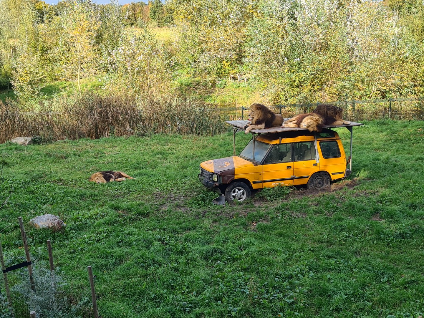 Ngorongo - African lions