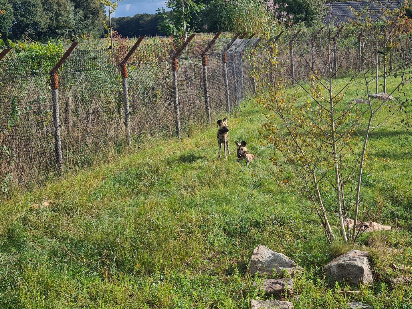 Ngorongo - African wild dogs