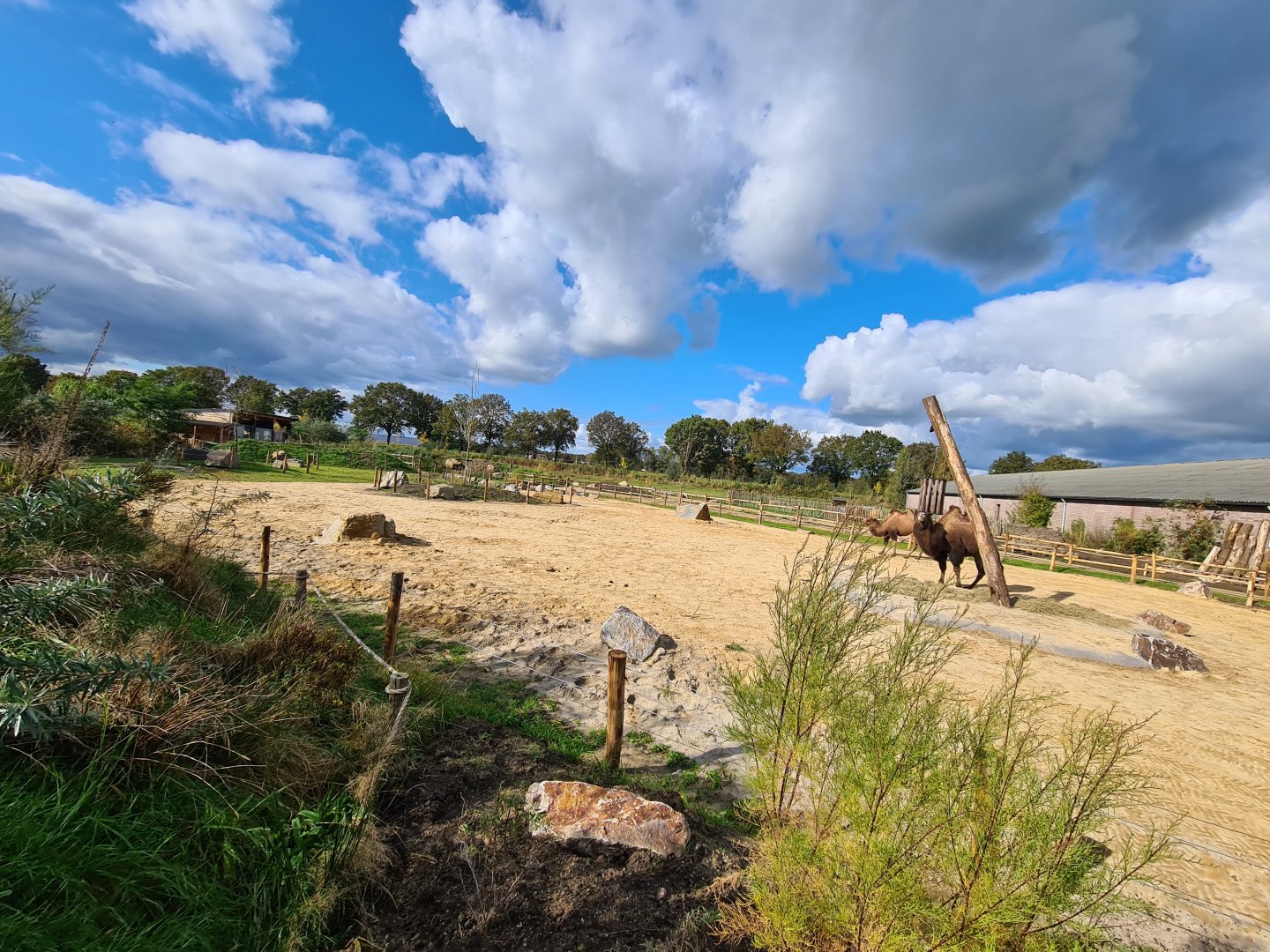 Ngorongo - Bactrian camel habitat