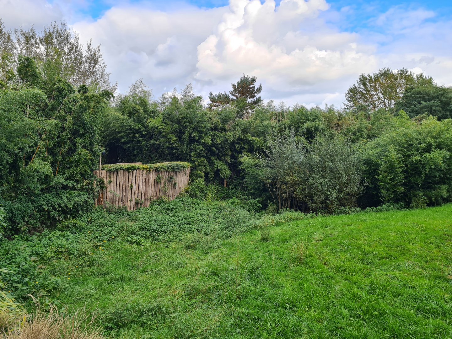 Ngorongo - Cheetah habitat