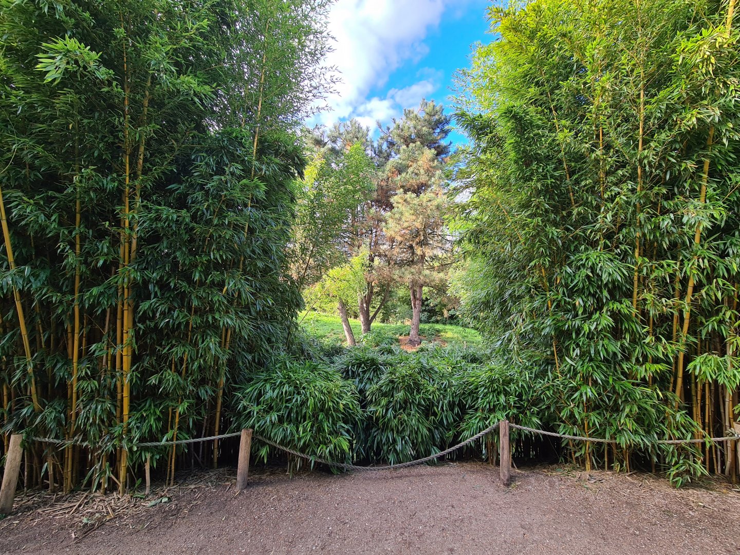 Ngorongo - Cheetah viewing point