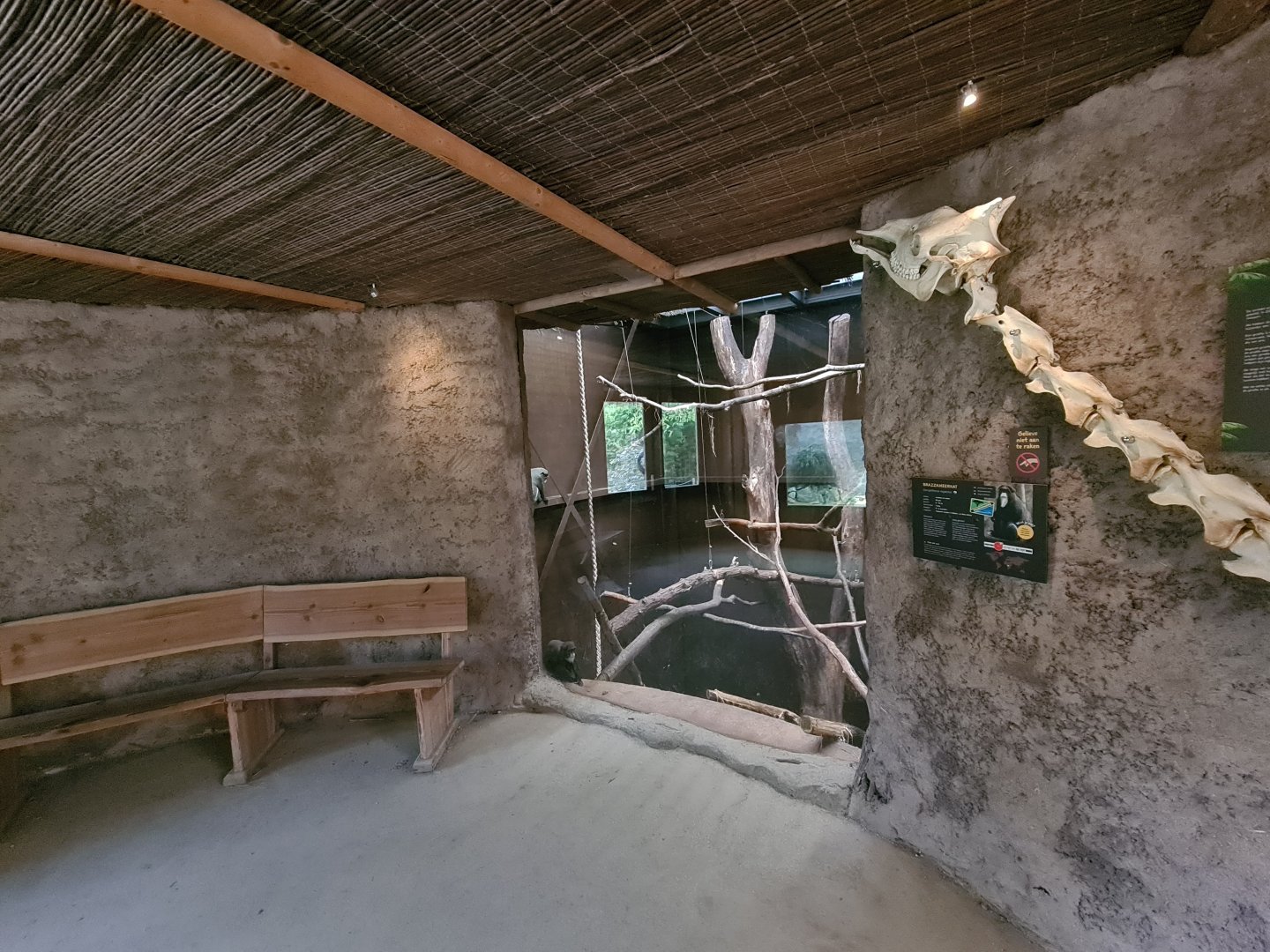 Ngorongo - DeBrazza monkey indoor habitat