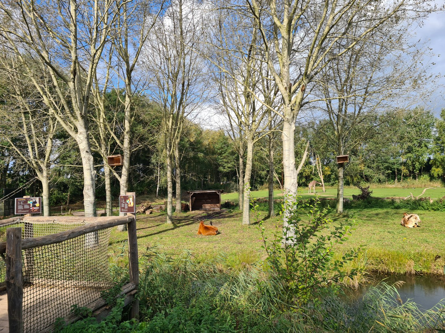 Ngorongo - Dwarf zebu and DeBrazza monkey habitat