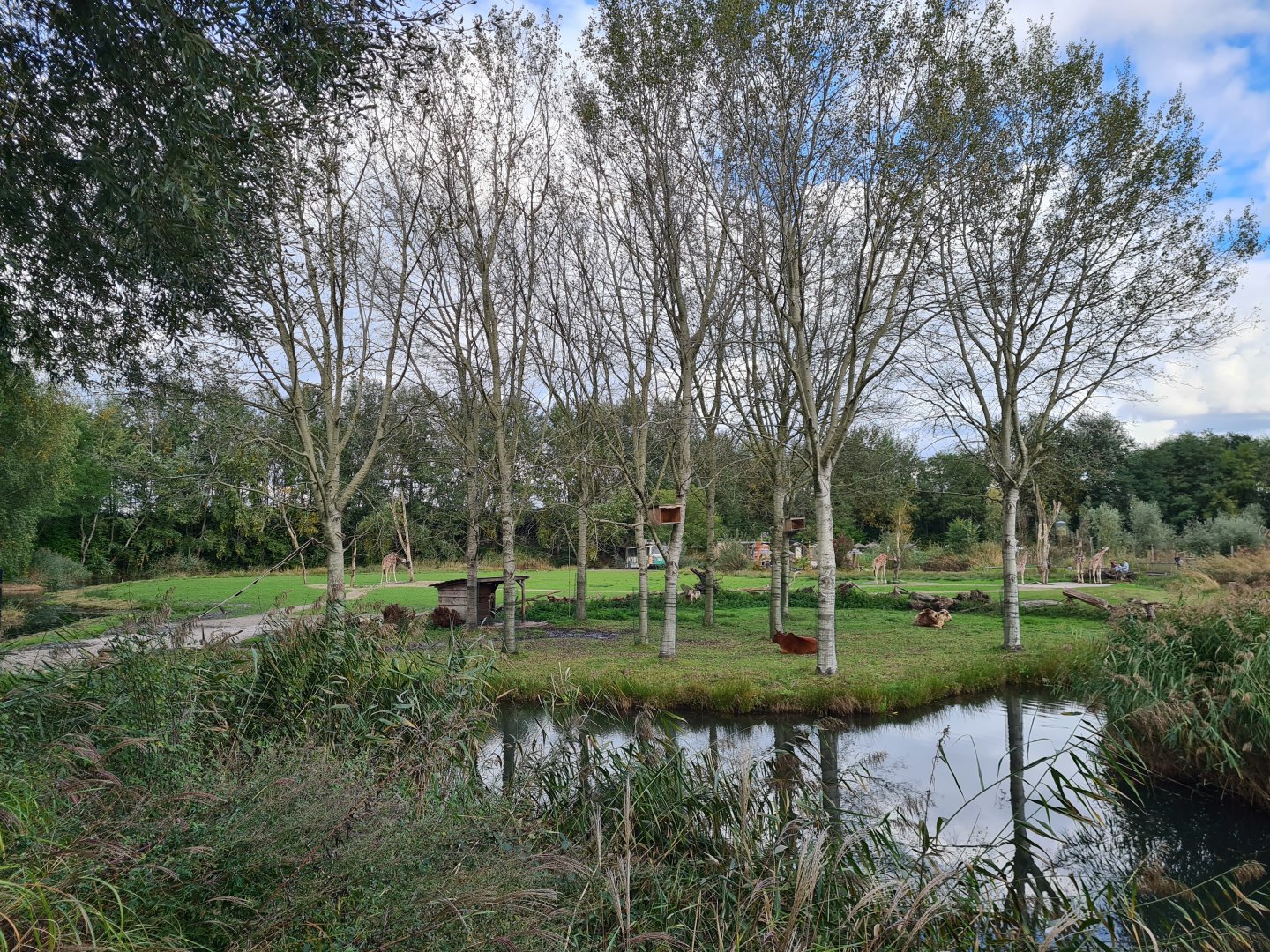Ngorongo - Dwarf zebu and DeBrazza monkey habitat