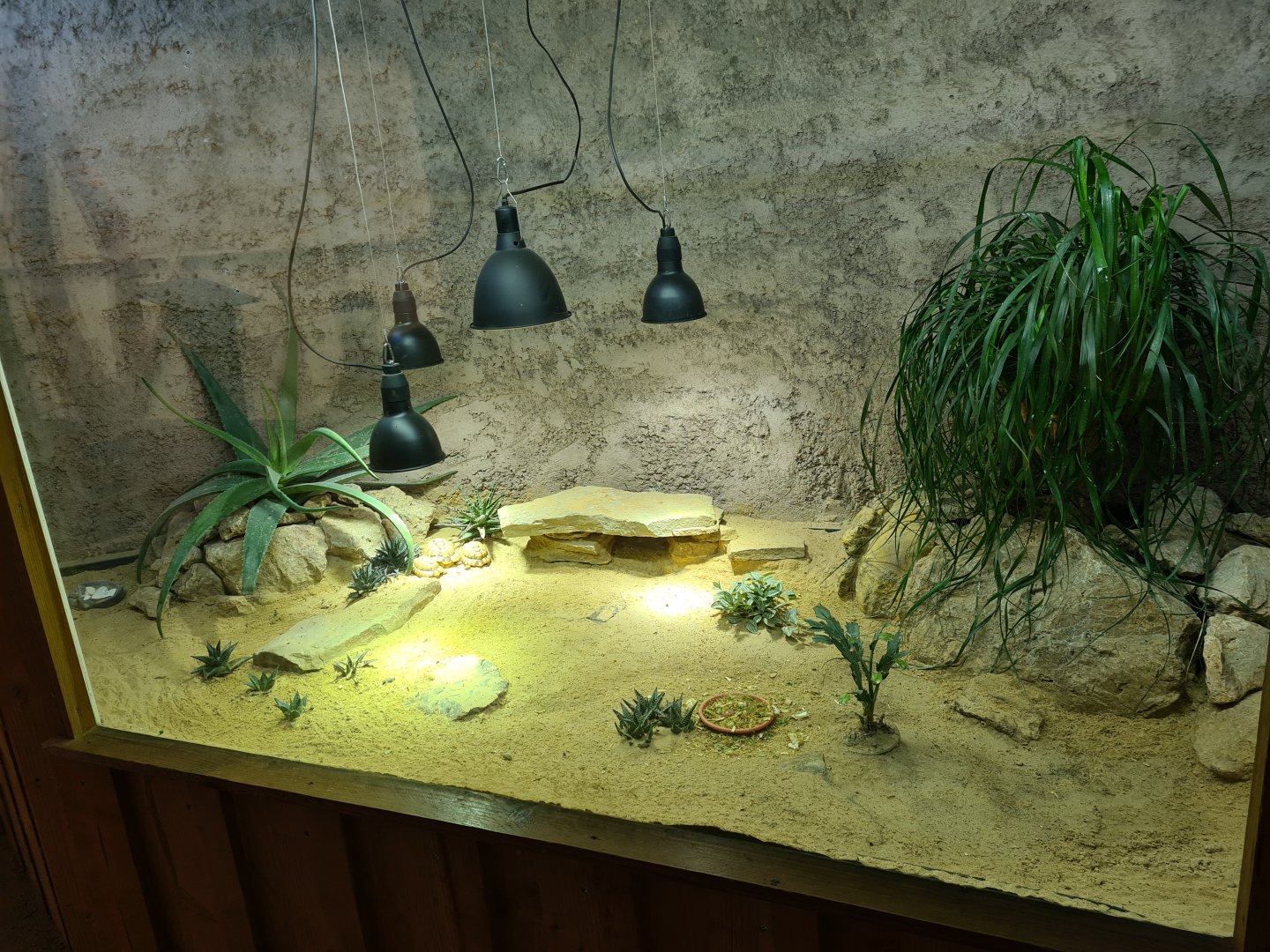 Ngorongo - Egyptian tortoise terrarium