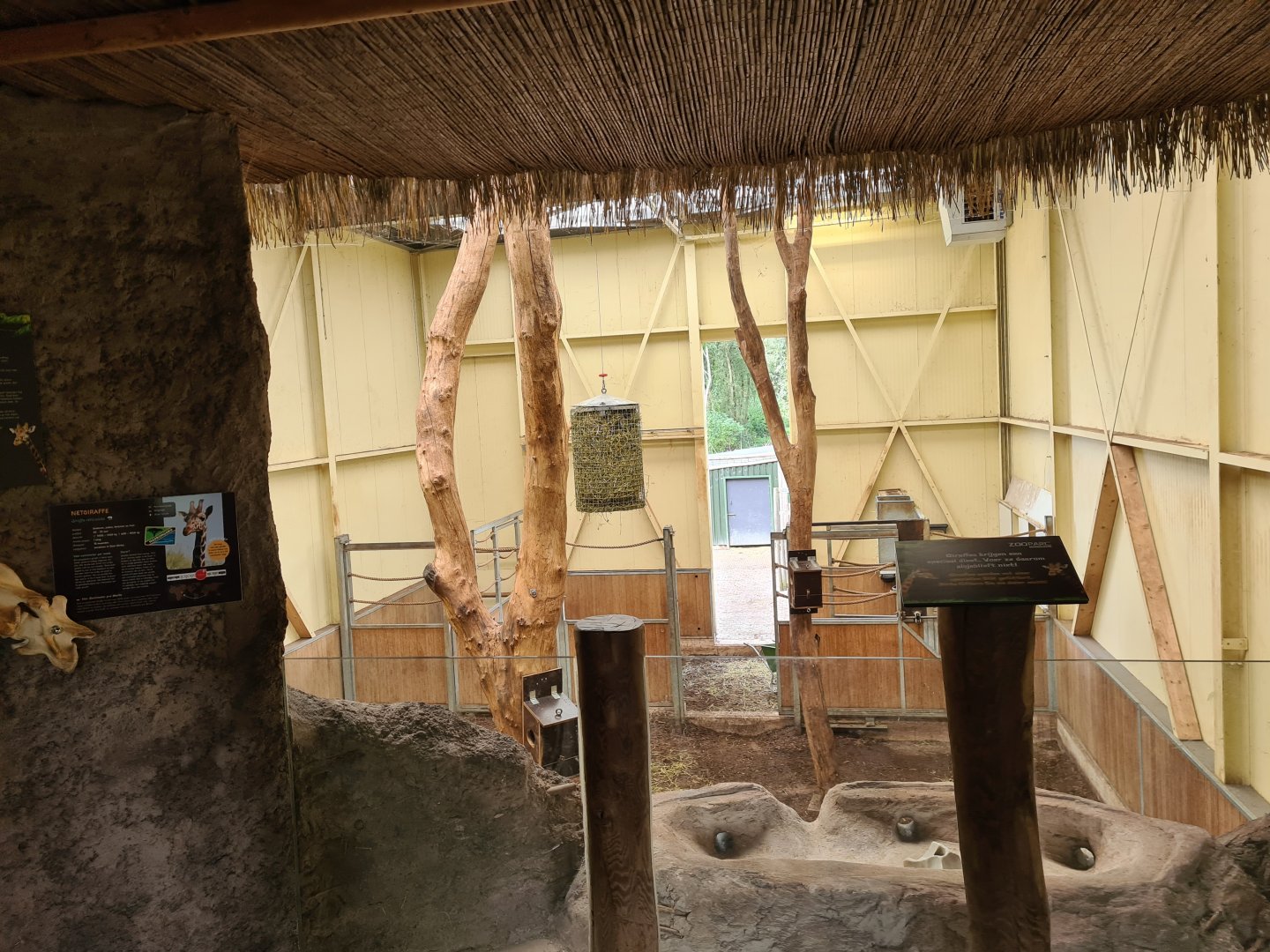 Ngorongo - Giraffe indoor habitat