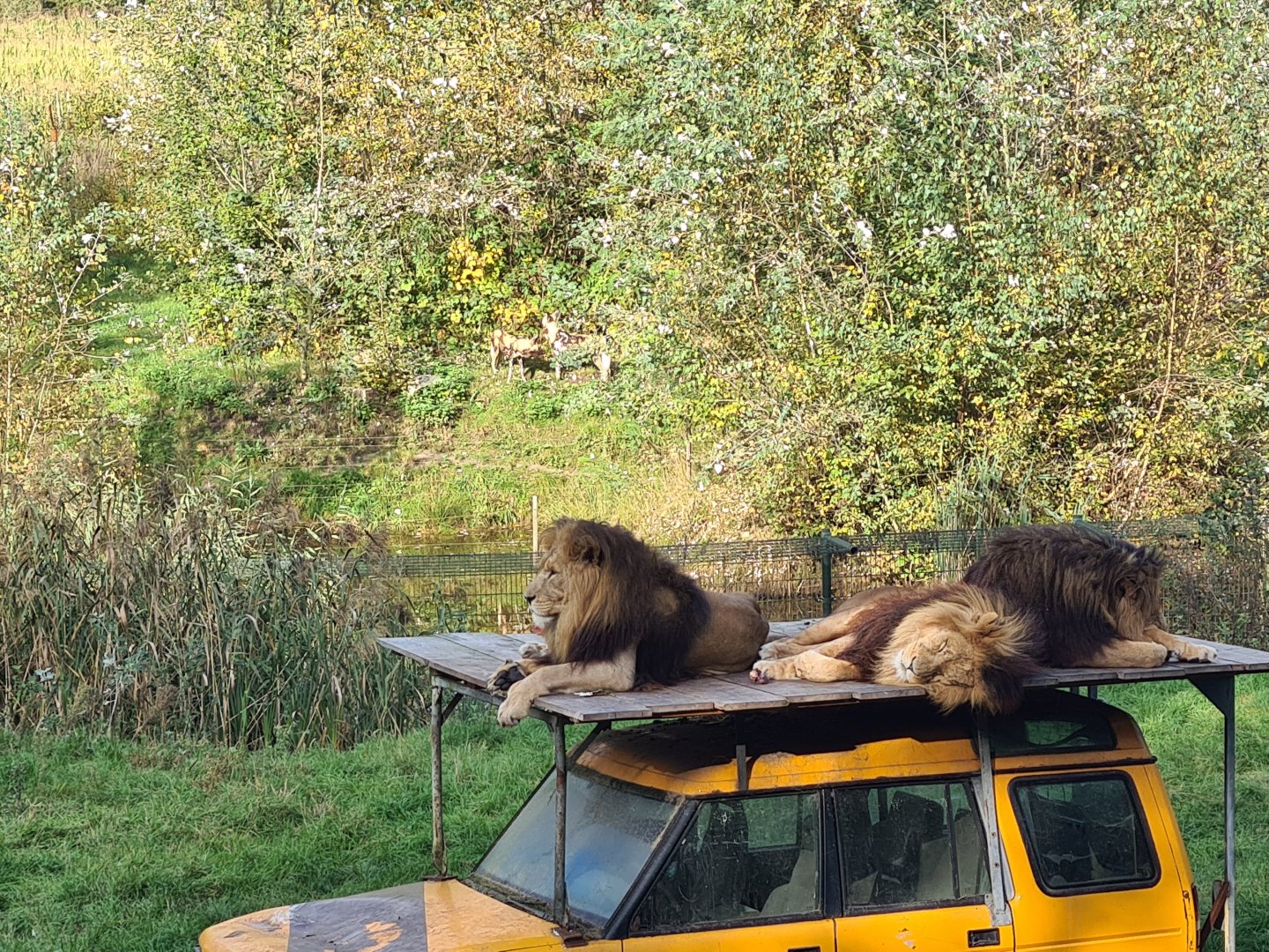 Ngorongo - Lion and wild dog mixed habitat?!