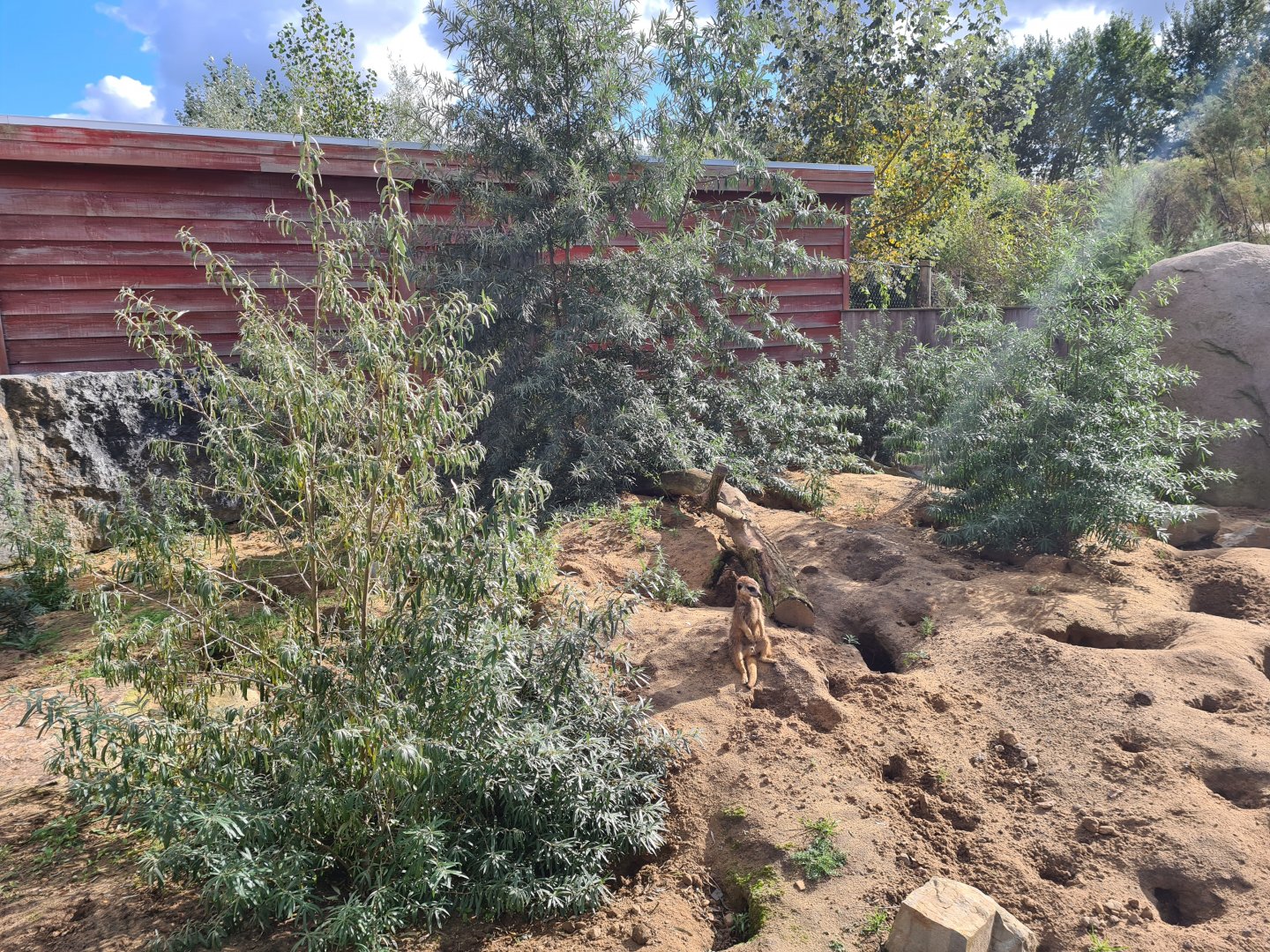 Ngorongo - Meerkat habitat