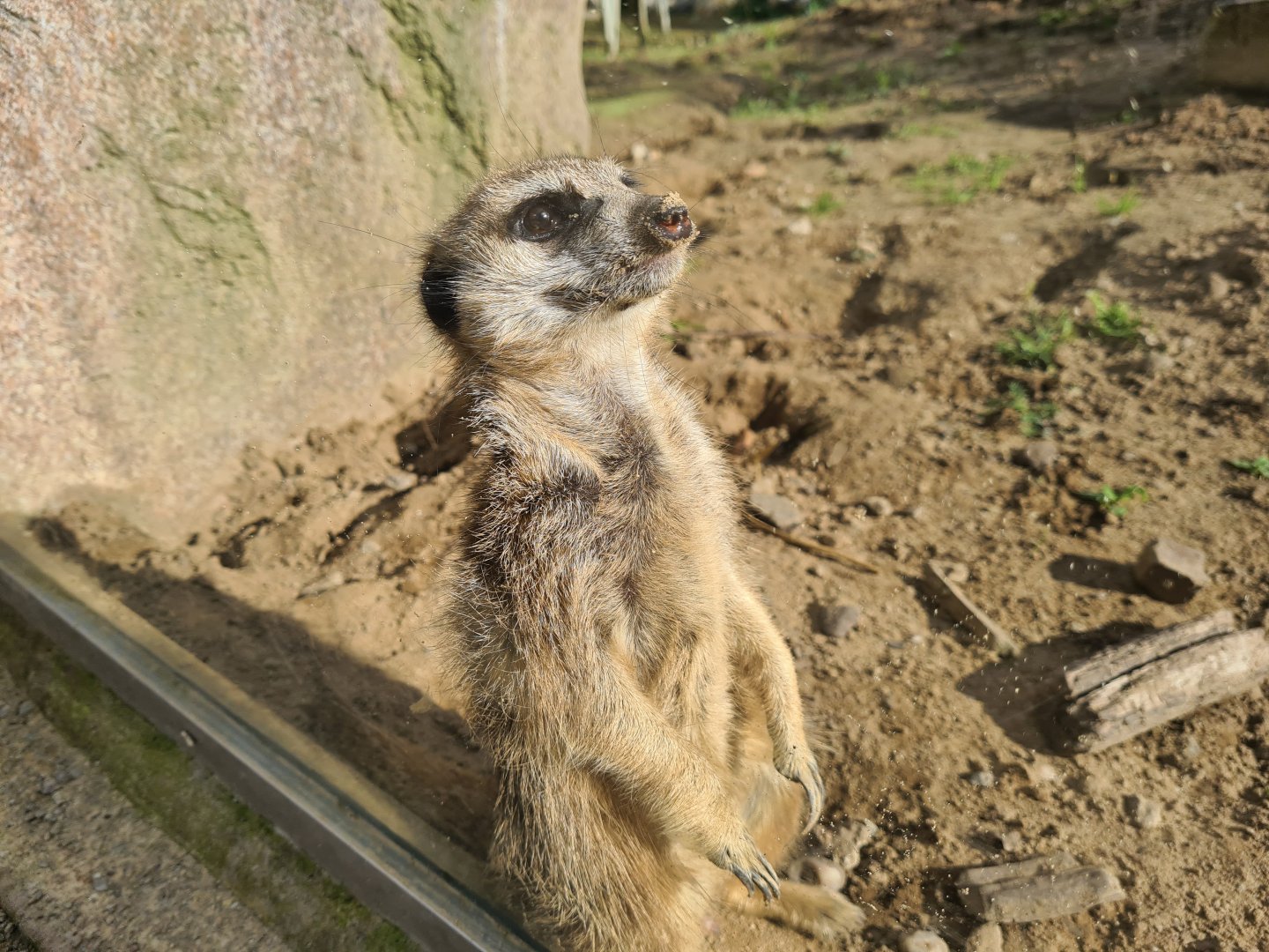 Ngorongo - Meerkat