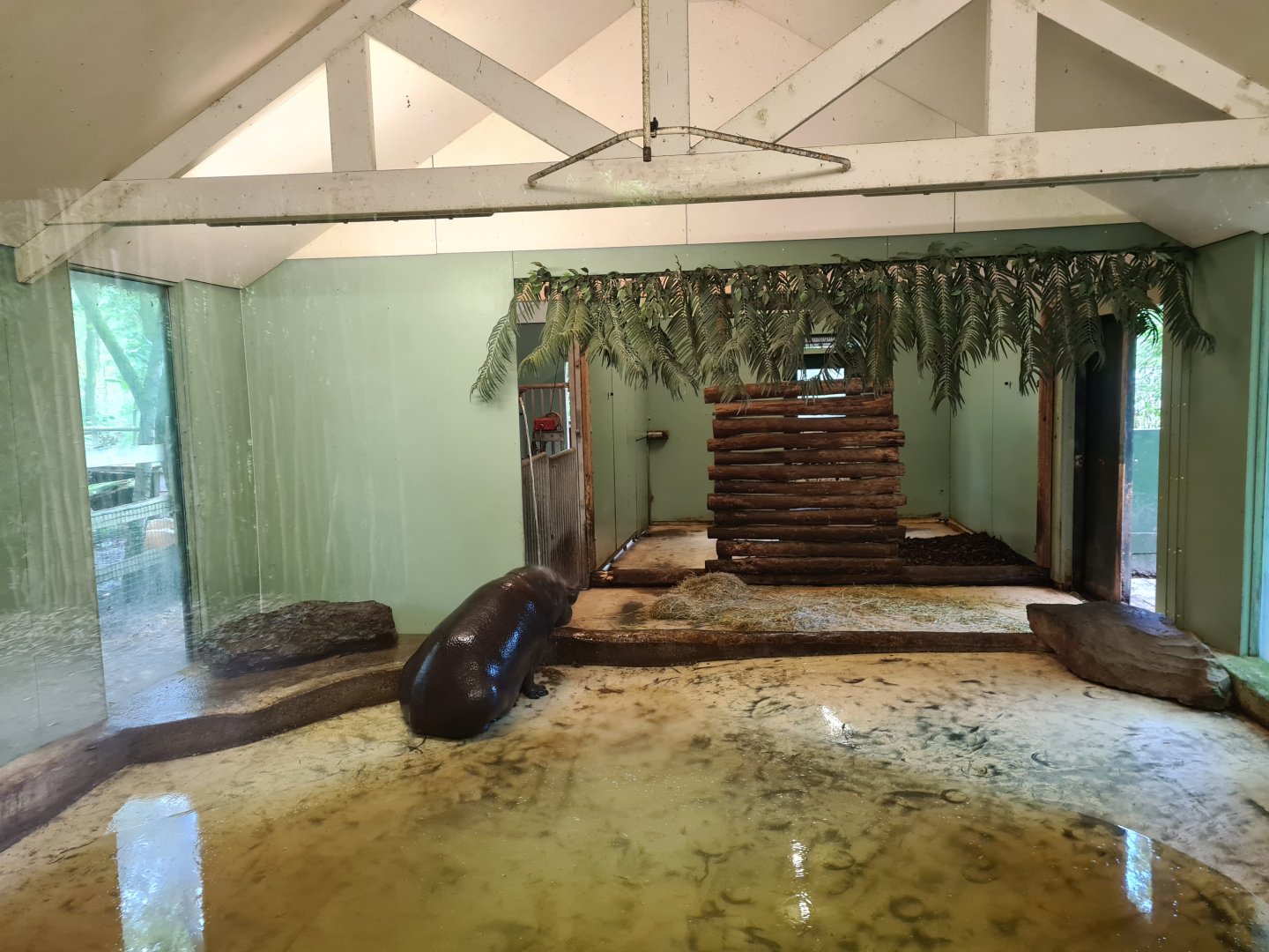 Ngorongo - Pygmy hippo indoor habitat