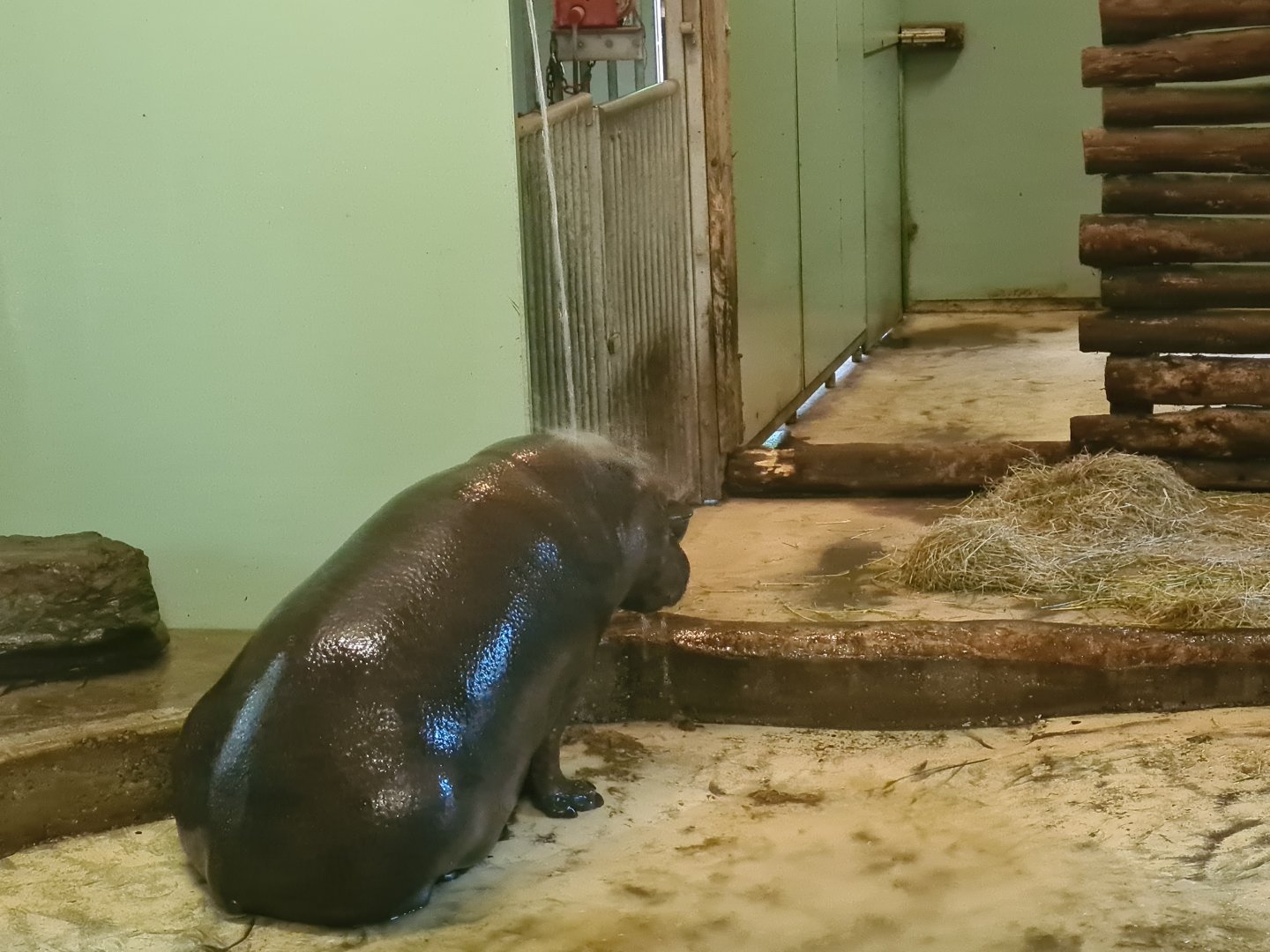 Ngorongo - Pygmy hippo shower