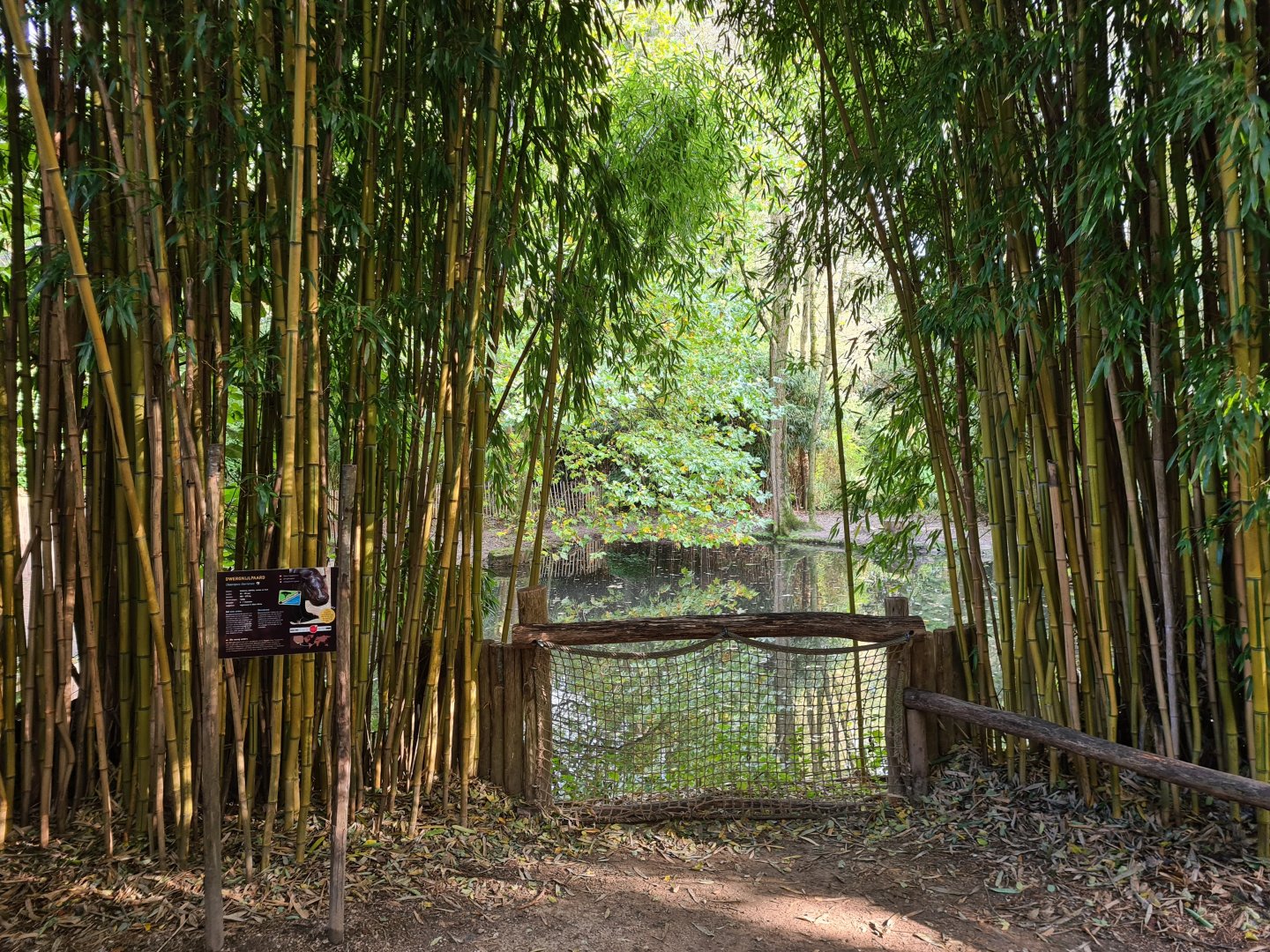 Ngorongo - Pygmy hippo viewing point