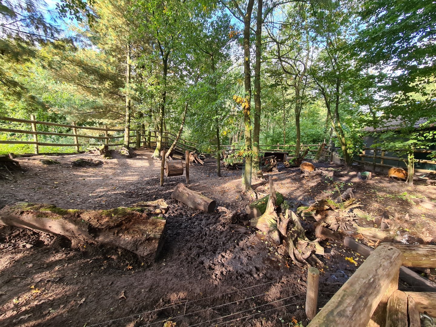 Ngorongo - Red River hog habitat