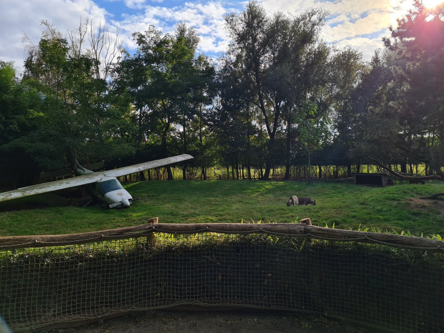 Ngorongo - Reeves muntjac and African Pygmy goat habitat