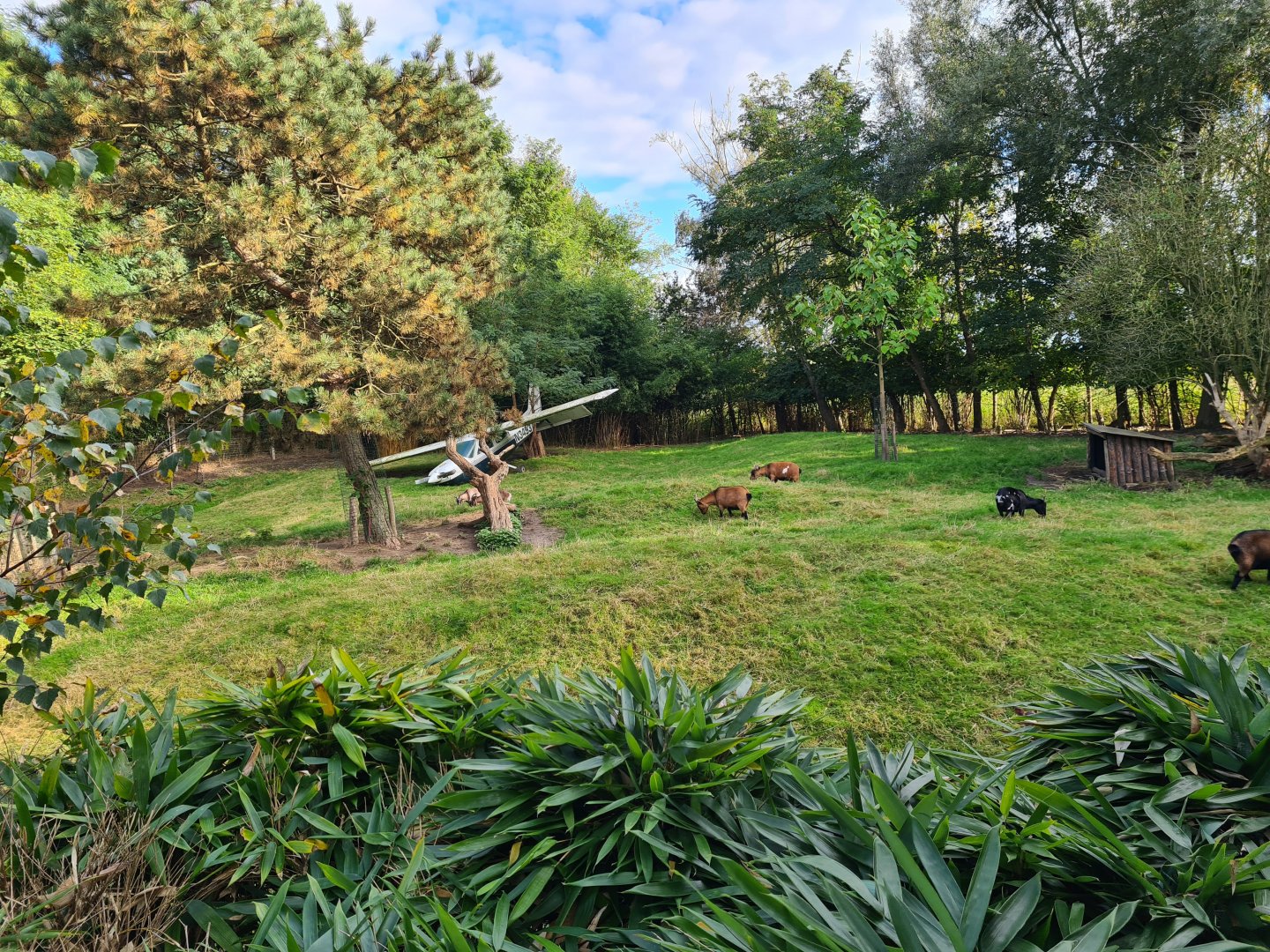 Ngorongo - Reeves muntjac and Pygmy goat habitat