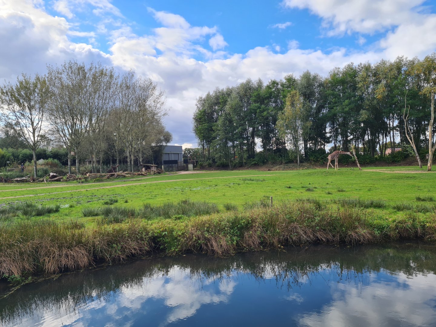 Ngorongo - Reticulated giraffe habitat