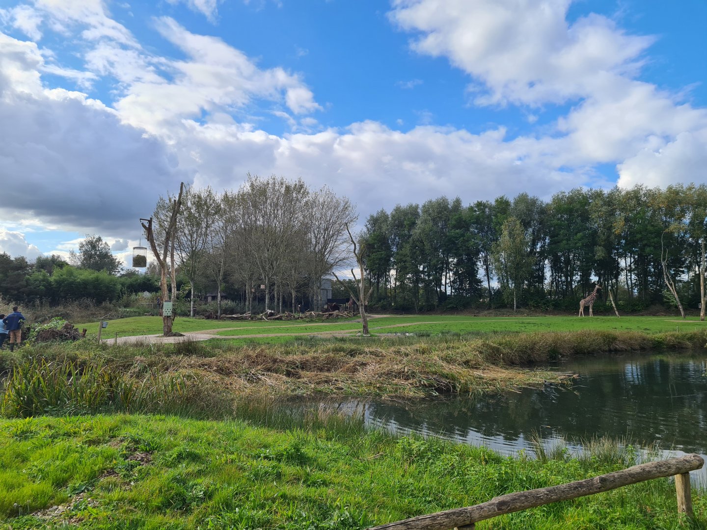 Ngorongo - Reticulated giraffe habitat
