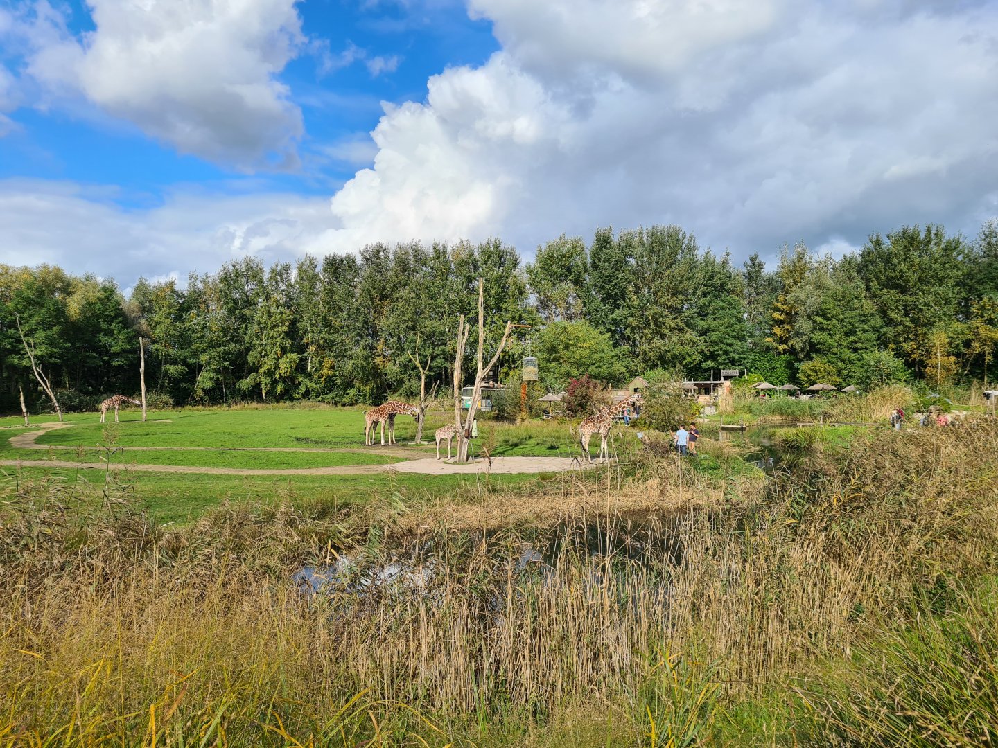 Ngorongo - Reticulated giraffe habitat