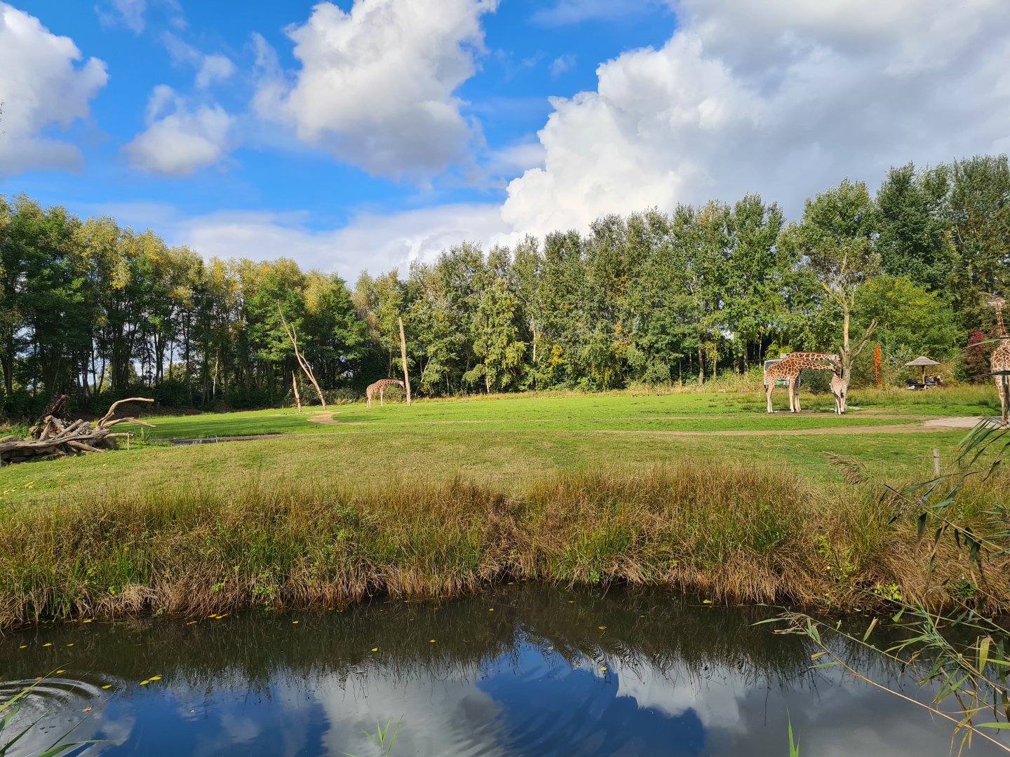 Ngorongo - Reticulated giraffe habitat