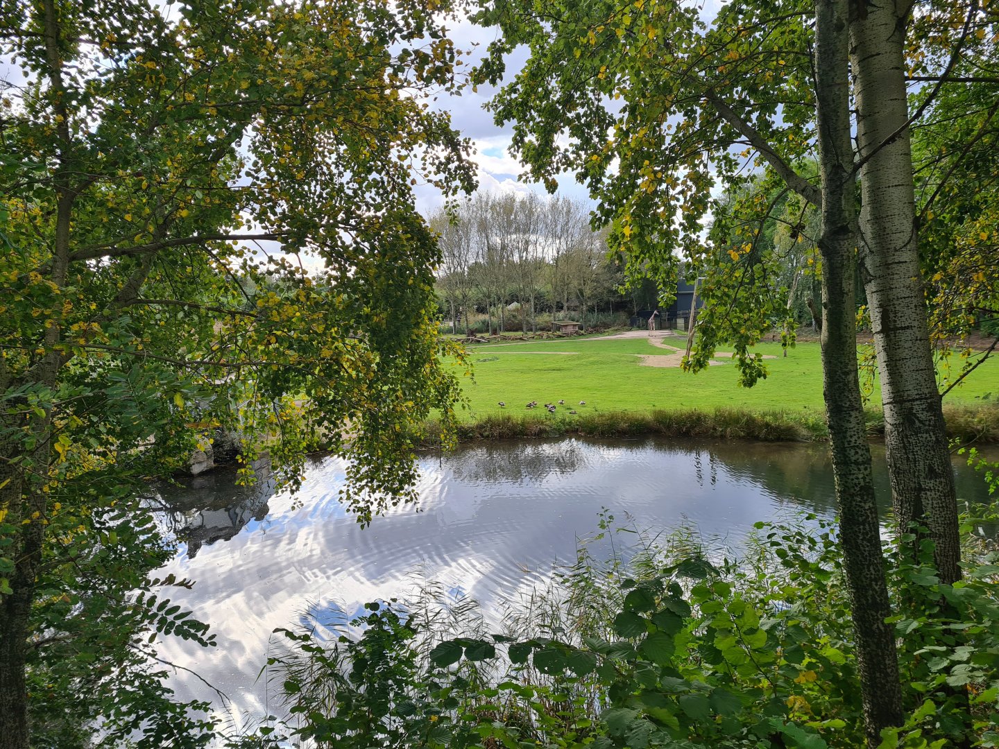 Ngorongo - View of Giraffe enclosure