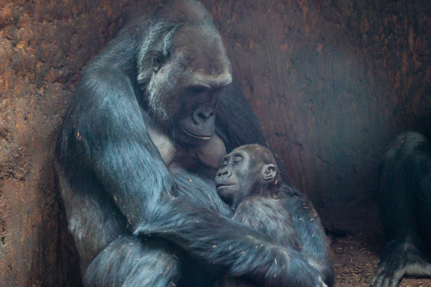 Ngozi and Charlie the Western Lowland Gorilla mom and daughter