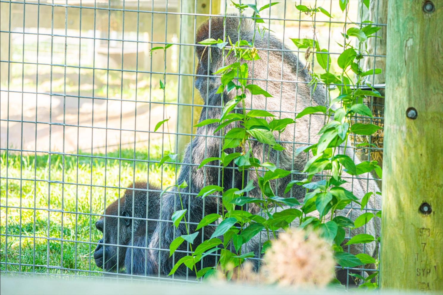 Ngozi (left) & Charles (right) the Western Lowland Gorilla couples