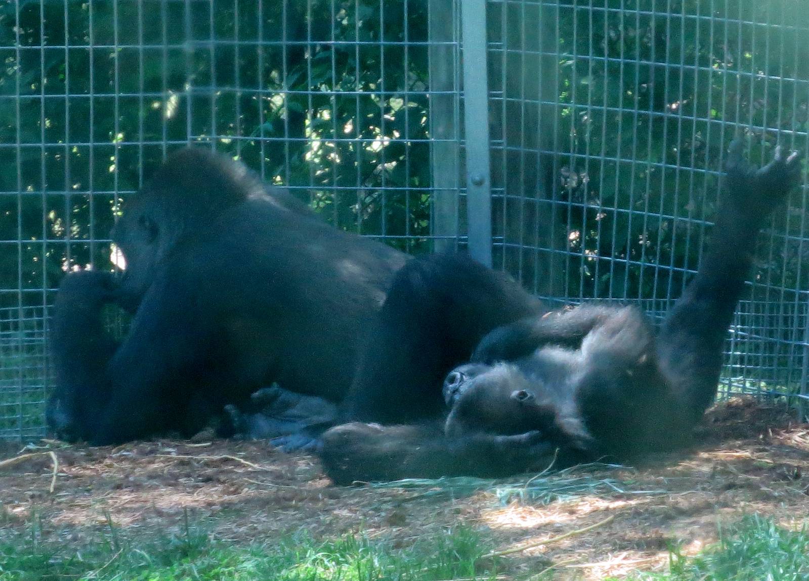Ngozi, Nassir and somewhere in there Nneka