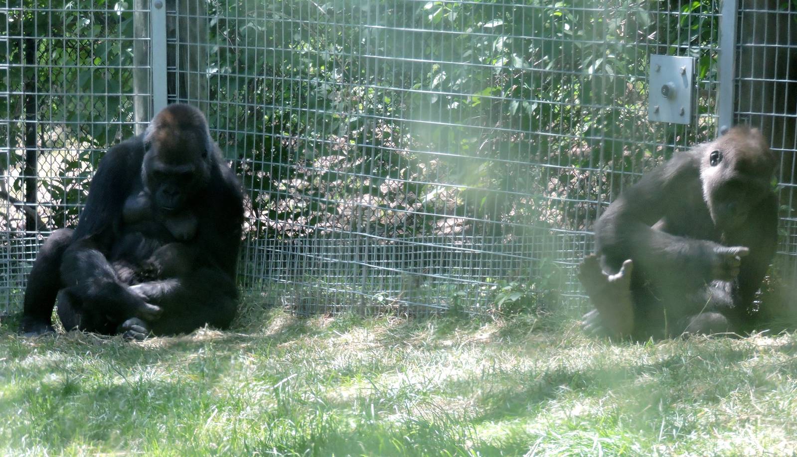 Ngozi, Nneka and Nassir