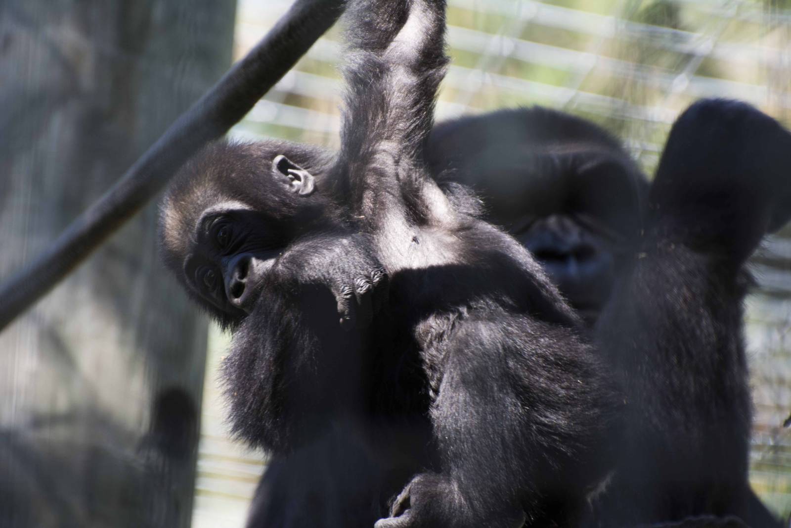 Ngozi watching Nneka play