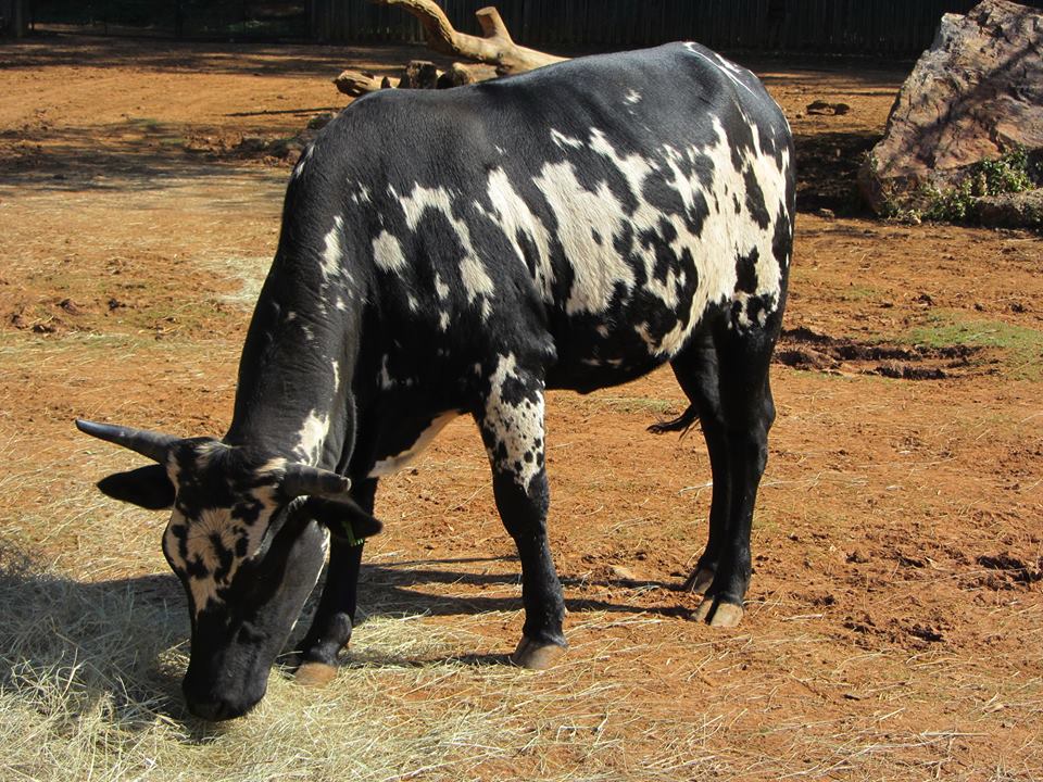 Nguni Calf