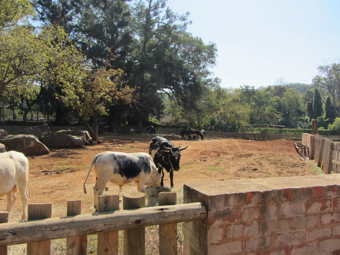 Nguni Cattle/Draft Donkey Yard