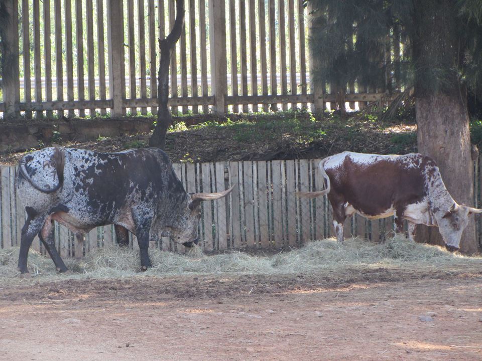 Nguni Cattle