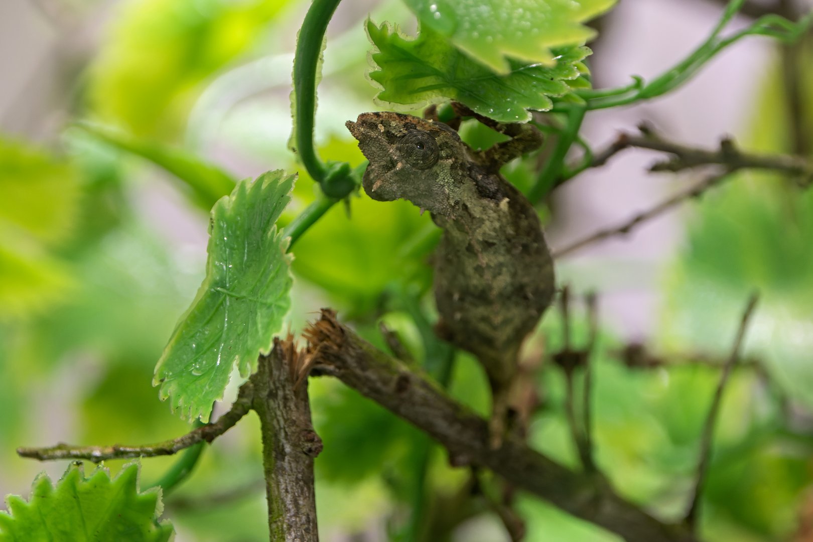 Nguru pygmy chameleon (Rhampholeon acuminatus) - only in Vienna!