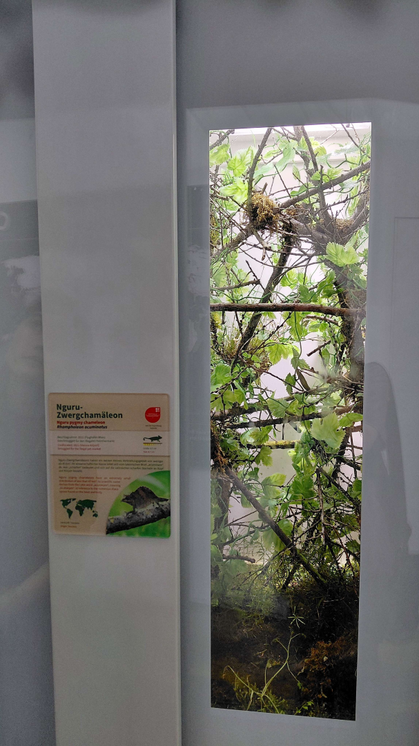 Nguru pygmy chameleon