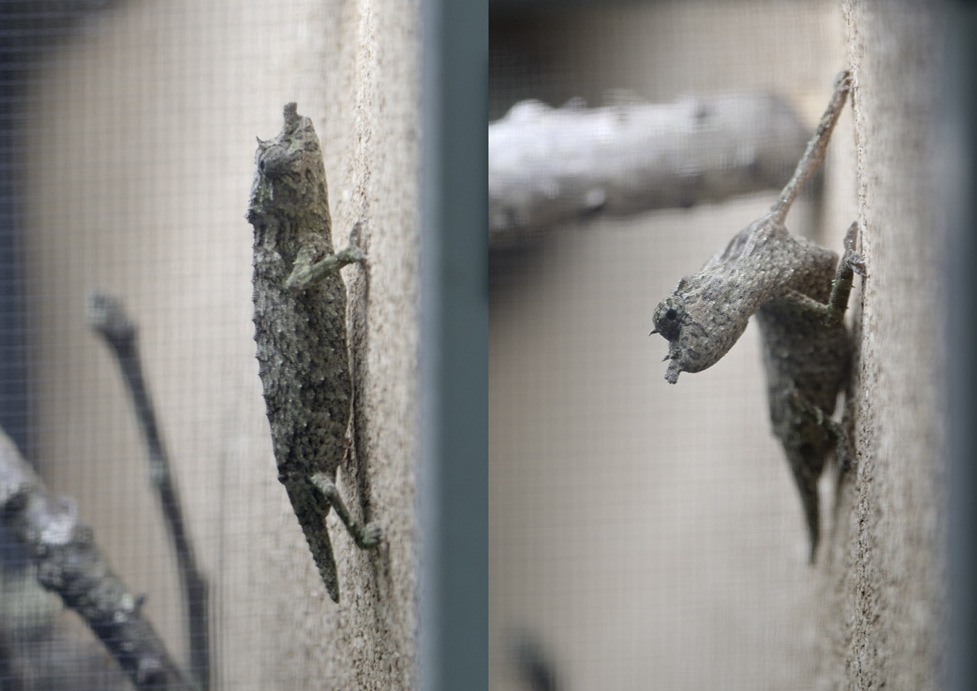 Nguru spiny pygmy chameleon