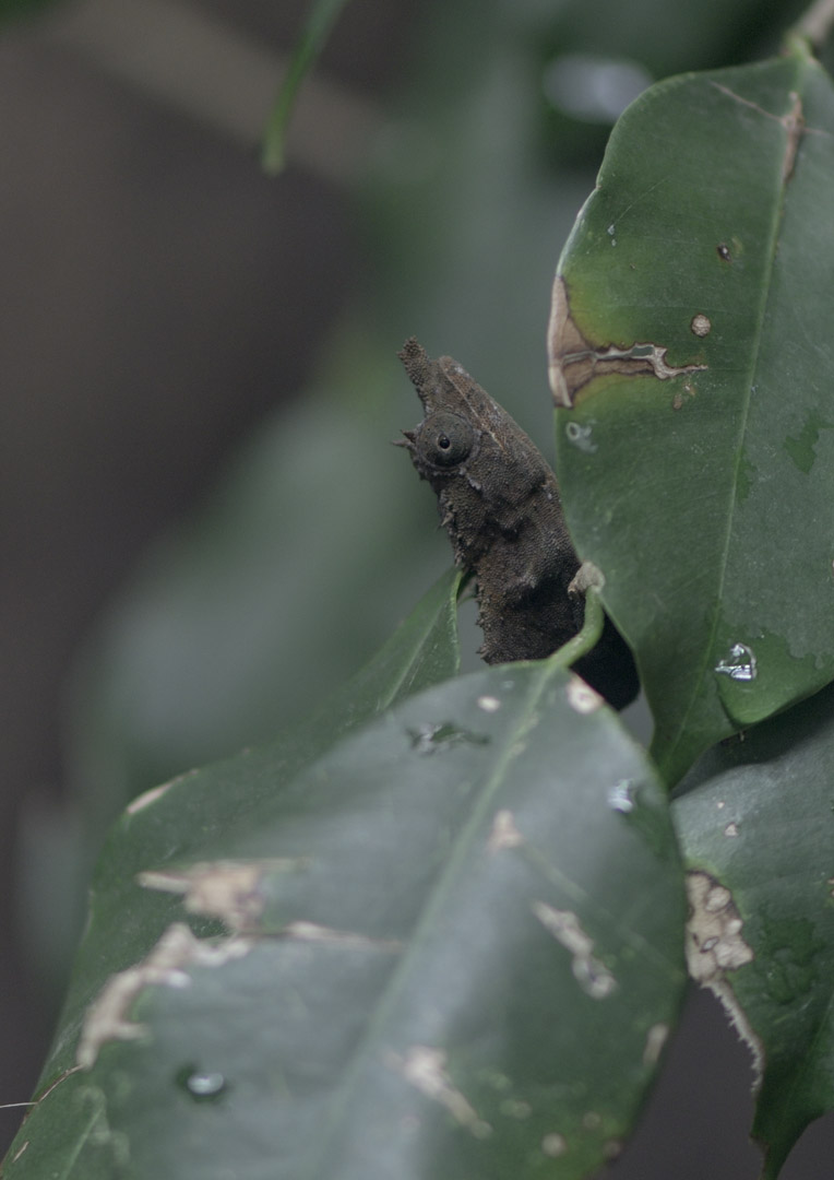 Nguru spiny pygmy chameleon