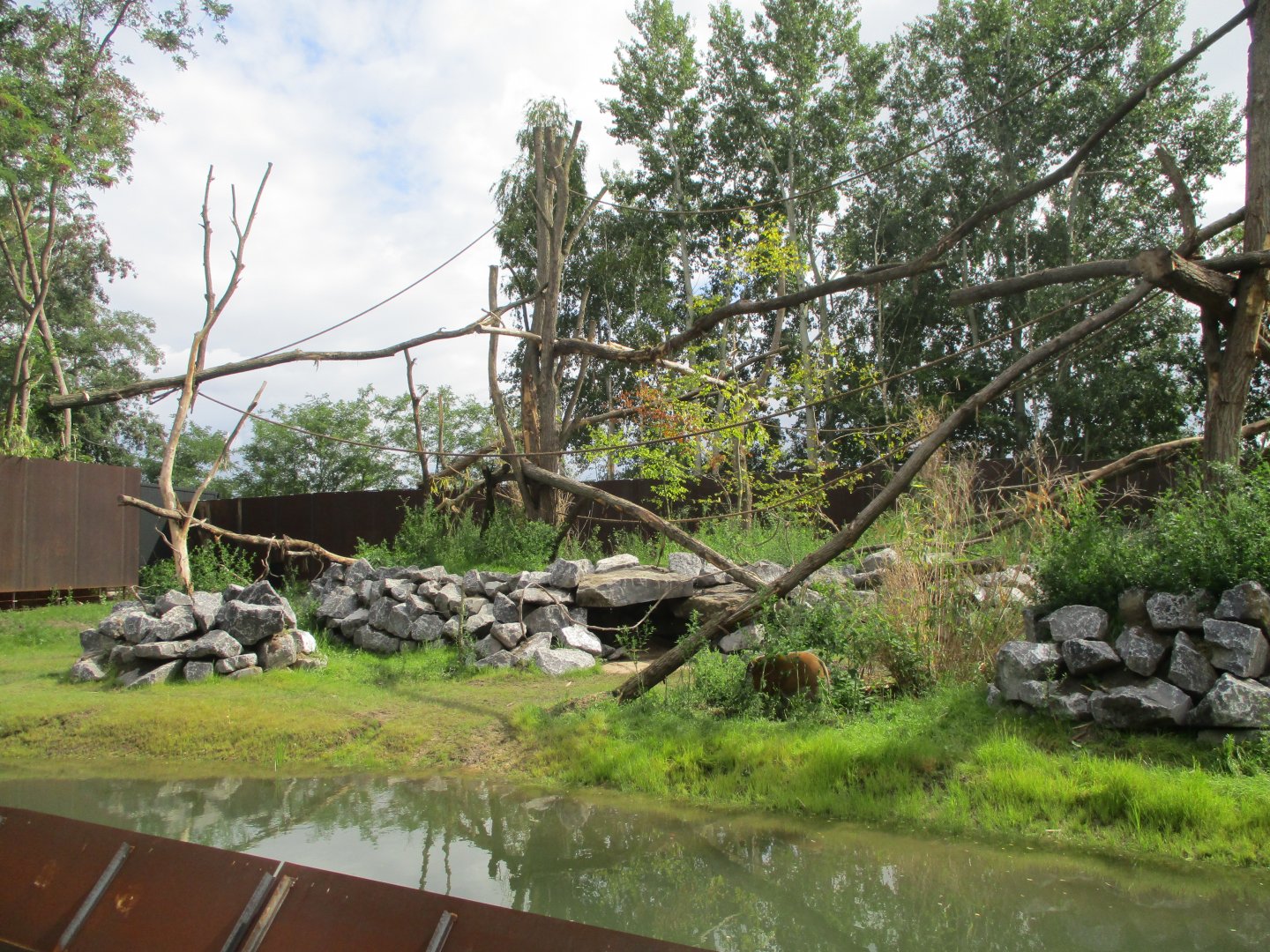 Ngyuwe - Drill, guenon and river hog enclosure