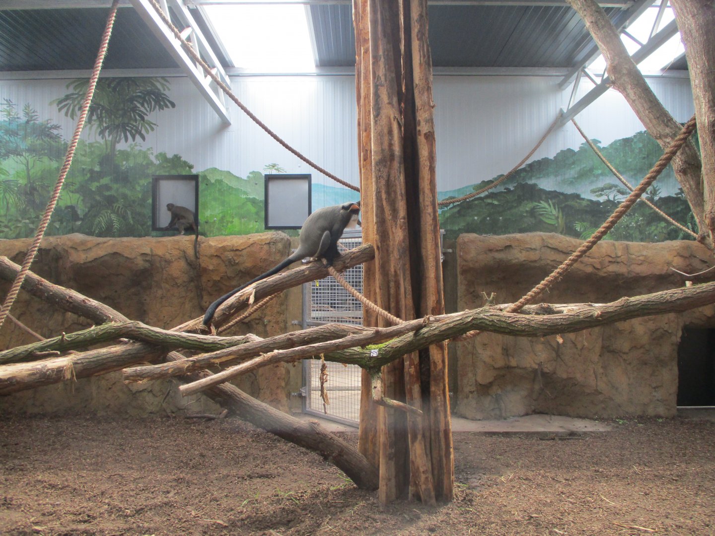 Ngyuwe - Drill, guenon and river hog indoors